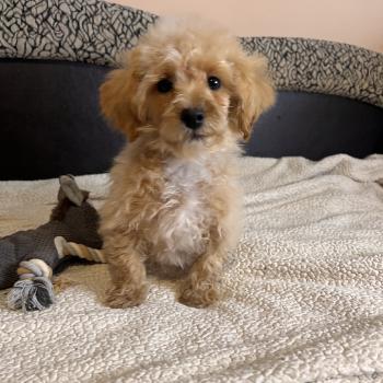 chiot Bichon maltais Skott Pomeranians Paradise