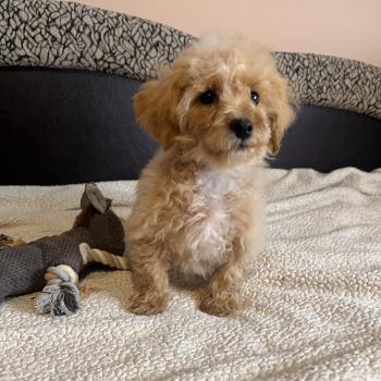 chiot Bichon maltais Skott Pomeranians Paradise