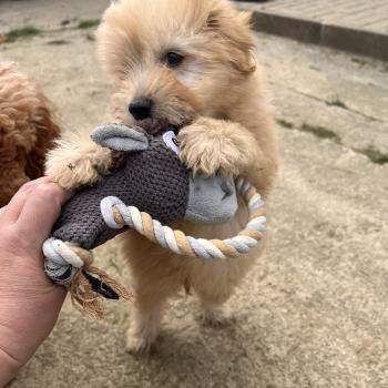 chiot Caniche 004 Pomeranians Paradise