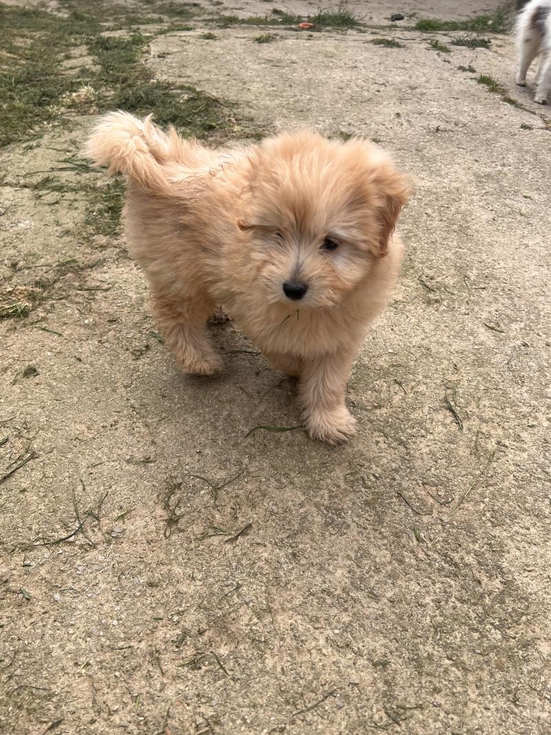 004 Mâle Caniche