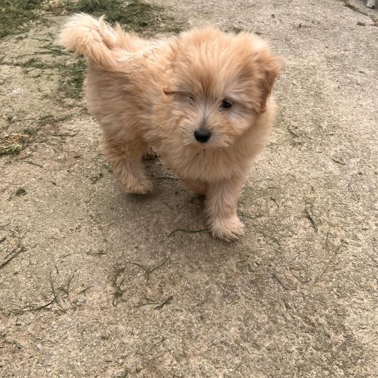 004 Mâle Caniche
