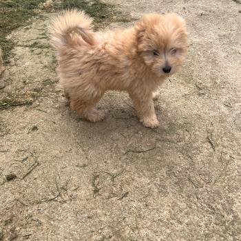 chiot Caniche 004 Pomeranians Paradise