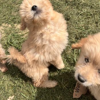 chiot Caniche 004 Pomeranians Paradise