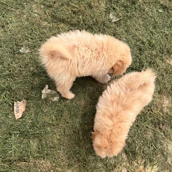 chiot Caniche 004 Pomeranians Paradise