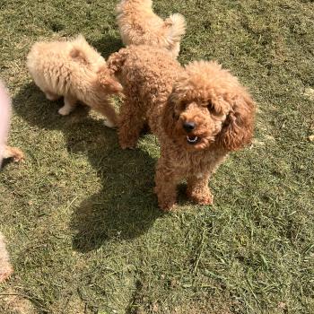 chiot Caniche 004 Pomeranians Paradise