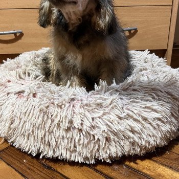 chiot Caniche Merle Lili Pomeranians Paradise
