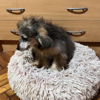 chiot Caniche Merle Lili Pomeranians Paradise
