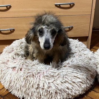 chiot Caniche Merle Lili Pomeranians Paradise