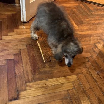 chiot Caniche Merle Lili Pomeranians Paradise