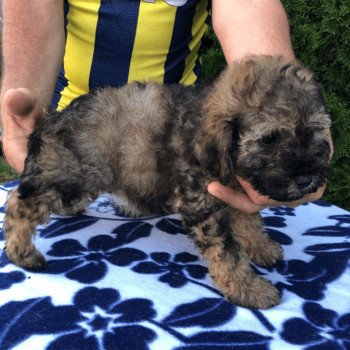 chiot Caniche Merle Lili Pomeranians Paradise