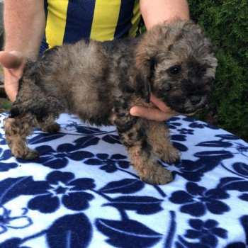 chiot Caniche Merle Lili Pomeranians Paradise