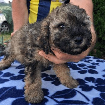 chiot Caniche Merle Lili Pomeranians Paradise