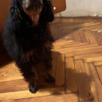 chiot Caniche Black tan Melinda Pomeranians Paradise chiot Caniche Black tan Melinda Pomeranians Paradise