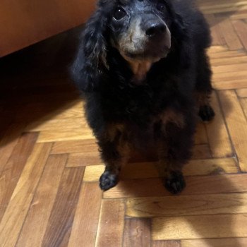 chiot Caniche Black tan Melinda Pomeranians Paradise chiot Caniche Black tan Melinda Pomeranians Paradise
