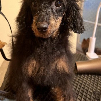 chiot Caniche Black tan Melinda Pomeranians Paradise chiot Caniche Black tan Melinda Pomeranians Paradise