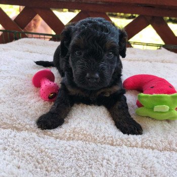 chiot Caniche Caniche Pomeranians Paradise chiot Caniche Caniche Pomeranians Paradise