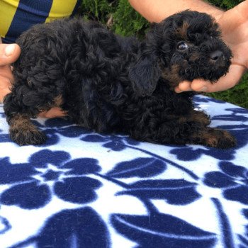chiot Caniche Merle Caniche - Melinda Pomeranians Paradise chiot Caniche Merle Caniche - Melinda Pomeranians Paradise