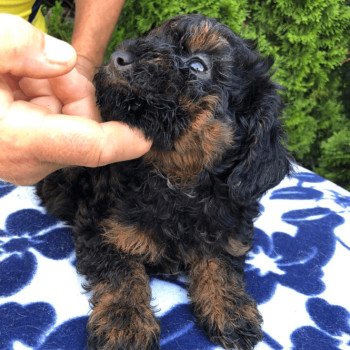 chiot Caniche Merle Caniche - Melinda Pomeranians Paradise chiot Caniche Merle Caniche - Melinda Pomeranians Paradise