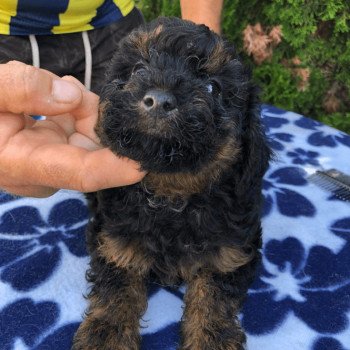 chiot Caniche Merle Caniche - Melinda Pomeranians Paradise chiot Caniche Merle Caniche - Melinda Pomeranians Paradise