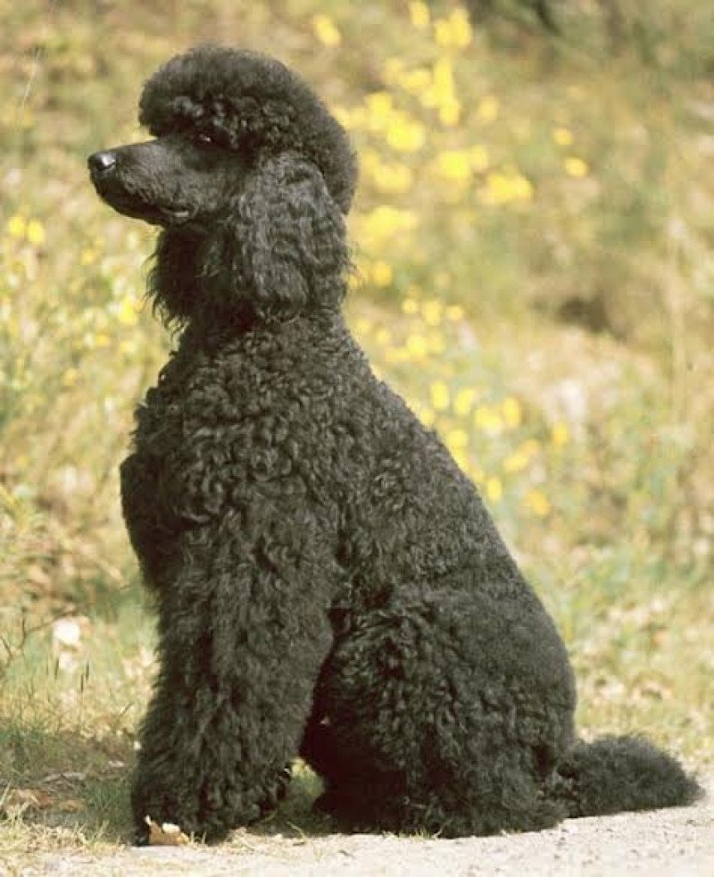 Linda Femelle Caniche