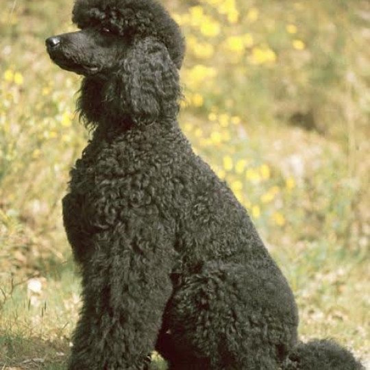 Linda Femelle Caniche