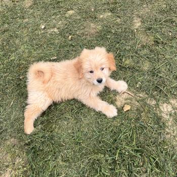 chiot Caniche Mâle 003 Pomeranians Paradise