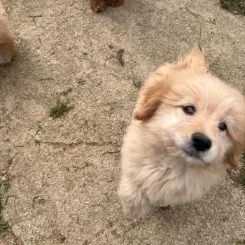 chiot Caniche Mâle 003 Pomeranians Paradise