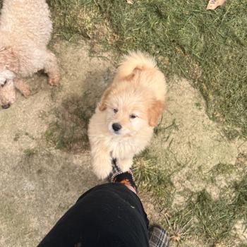 chiot Caniche Mâle 003 Pomeranians Paradise