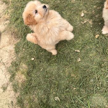 chiot Caniche Mâle 003 Pomeranians Paradise
