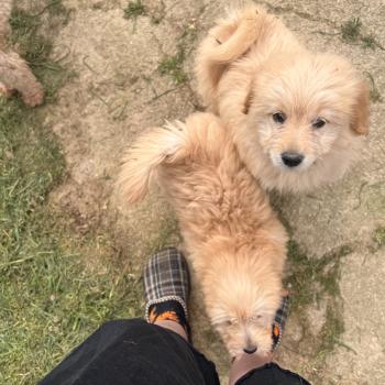 chiot Caniche Mâle 003 Pomeranians Paradise