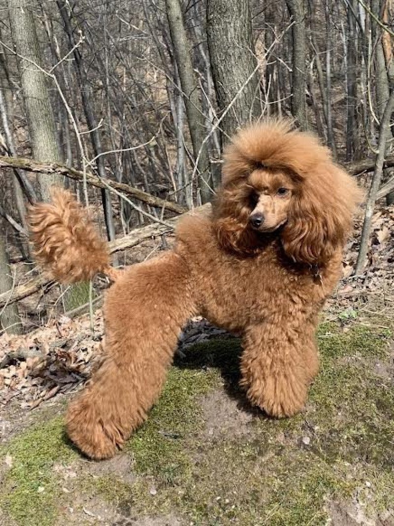 Mango Femelle Caniche