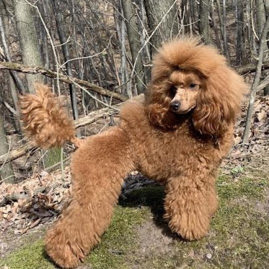 Mango Femelle Caniche