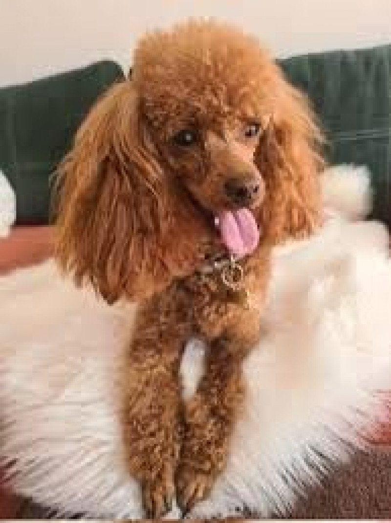 Oscar Mâle Caniche