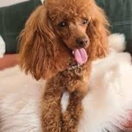 Oscar Mâle Caniche