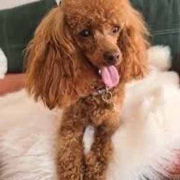 chien Caniche Oscar Pomeranians Paradise