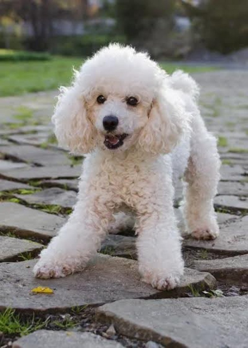 Panna Femelle Caniche