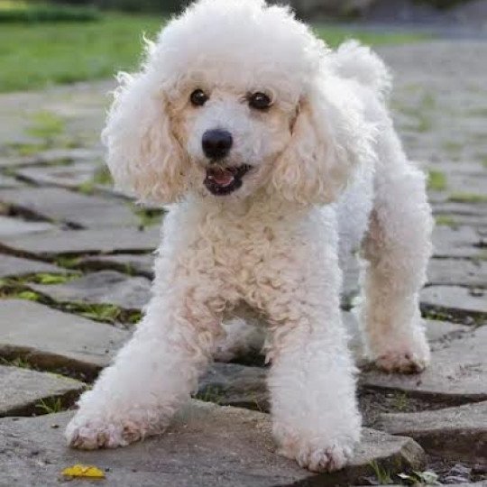 Panna Femelle Caniche