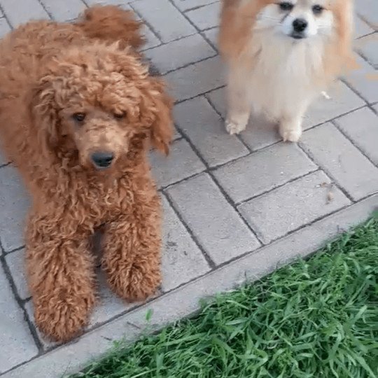 Szultan Mâle Caniche