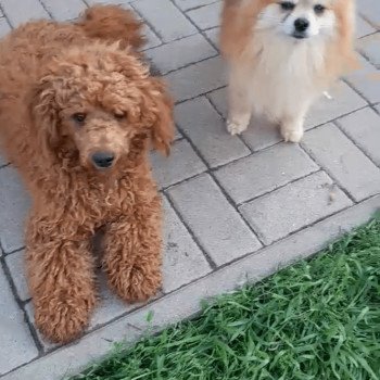 chien Caniche Szultan Pomeranians Paradise