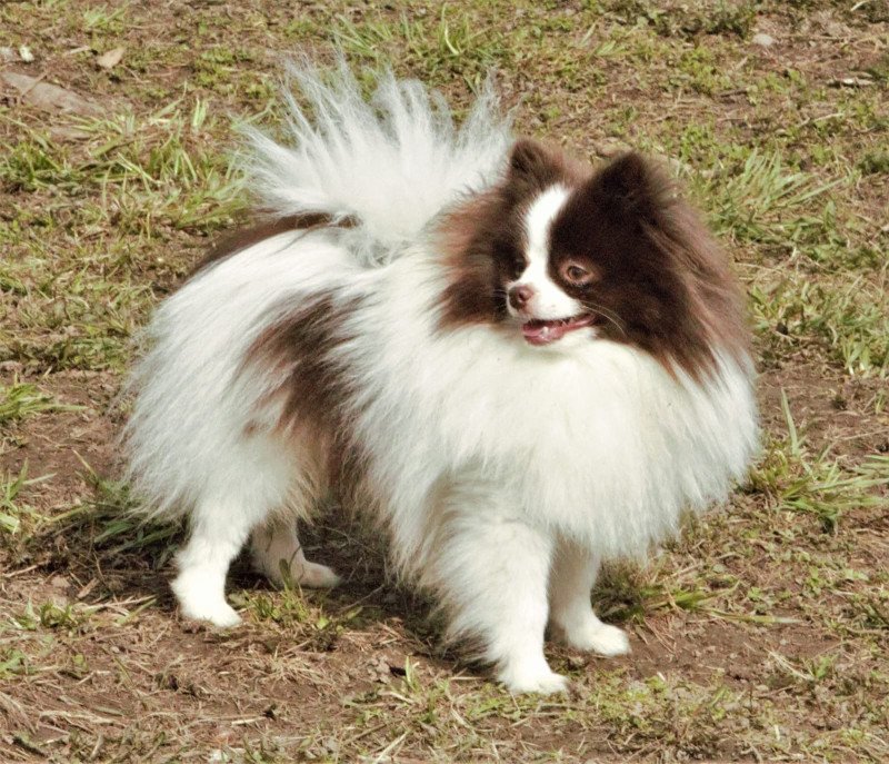 Taltoska Mâle Spitz allemand