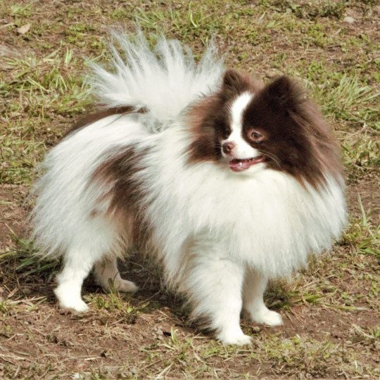 Taltoska Mâle Spitz allemand
