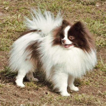 chien Spitz allemand Party color Taltoska Pomeranians Paradise
