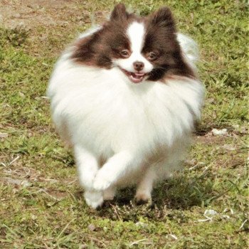 chien Spitz allemand Party color Taltoska Pomeranians Paradise