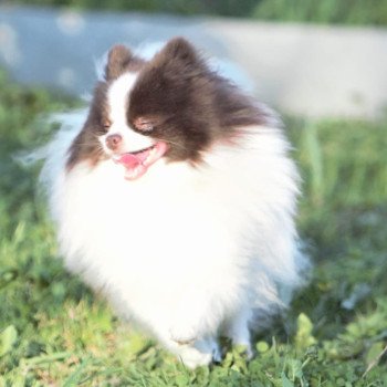 chien Spitz allemand Party color Taltoska Pomeranians Paradise
