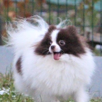 chien Spitz allemand Party color Taltoska Pomeranians Paradise