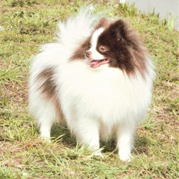 chien Spitz allemand Party color Taltoska Pomeranians Paradise