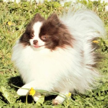 chien Spitz allemand Party color Taltoska Pomeranians Paradise