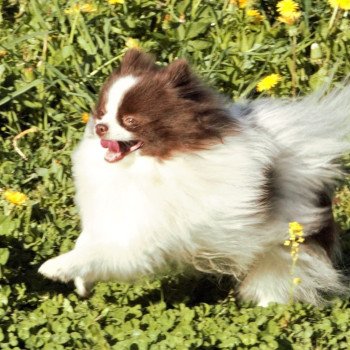 chien Spitz allemand Party color Taltoska Pomeranians Paradise