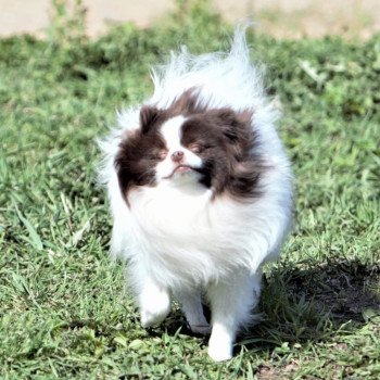 chien Spitz allemand Party color Taltoska Pomeranians Paradise