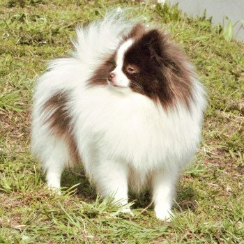 chien Spitz allemand Party color Taltoska Pomeranians Paradise